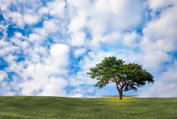 Hintergrundbild von üppigem Grasfeld — Stockfoto