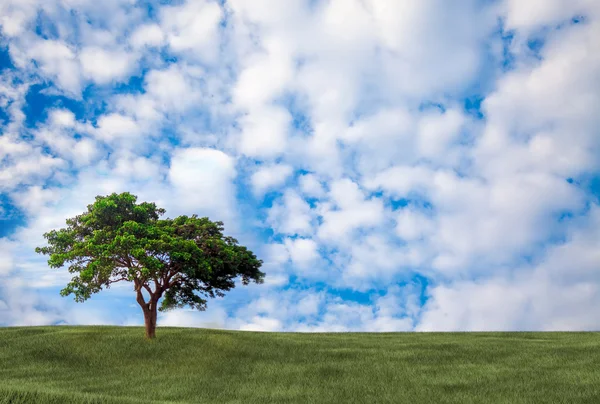 Imagem de fundo do campo de grama exuberante — Fotografia de Stock