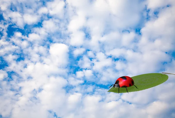 Ladybug on leaf — Stock Photo, Image