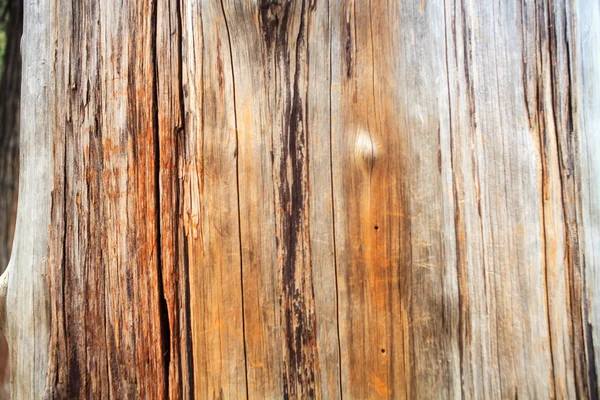 Textura madera — Foto de Stock