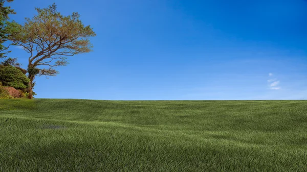 Champ, arbre et ciel bleu — Photo