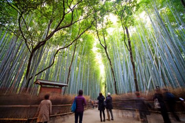 The bamboo forest of Kyoto, Japan. clipart