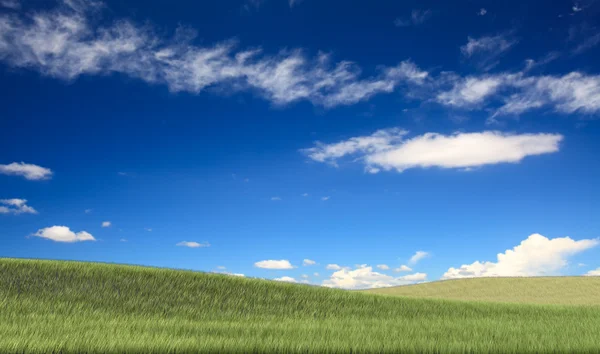 Campo, albero e cielo blu — Foto Stock