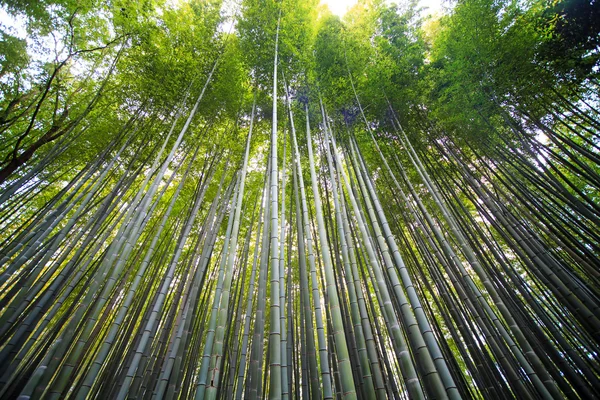 Bambusový Les kyoto, Japonsko. — Stock fotografie