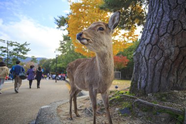 nara, Japonya, Sonbahar, geyik