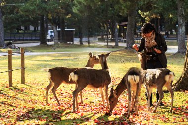 nara, Japonya, Sonbahar, geyik