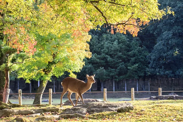 Cerfs à Nara, Japon, à l'automne — Photo