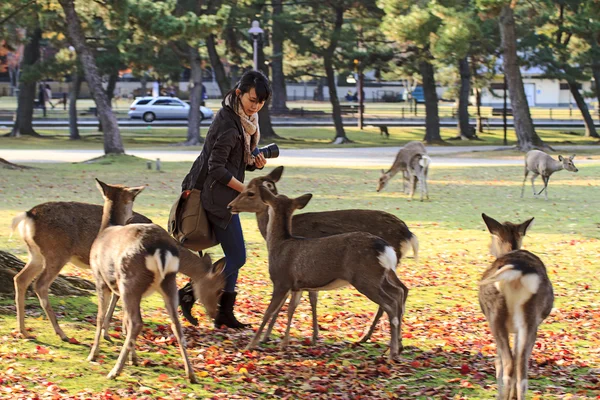 Herten in nara, japan, op val — Stockfoto