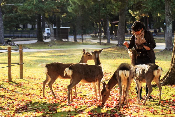 Jelen v nara, Japonsko, na podzim — Stock fotografie