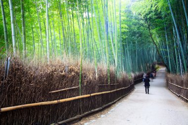 Bambu ormanı kyoto, Japonya.