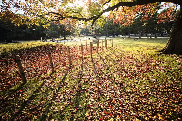 Nara Pack på hösten, Japan — Stockfoto