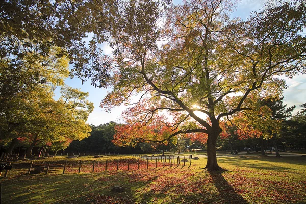 Nara Pack at fall, Japan — Stock Photo, Image