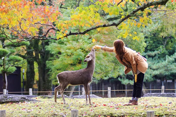 Jelenie w nara, Japonia, na jesieni — Zdjęcie stockowe