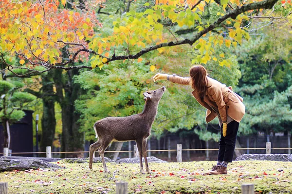 Hirsch in nara, japan, im Herbst — Stockfoto