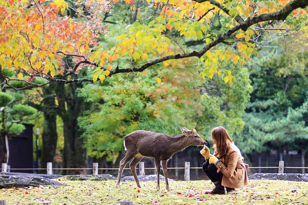 Herten in nara, japan, op val — Stockfoto