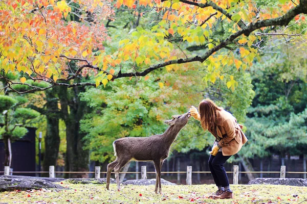 Veado em Nara, Japão, no outono — Fotografia de Stock