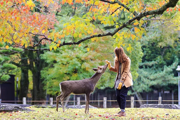 Jelen v nara, Japonsko, na podzim — Stock fotografie