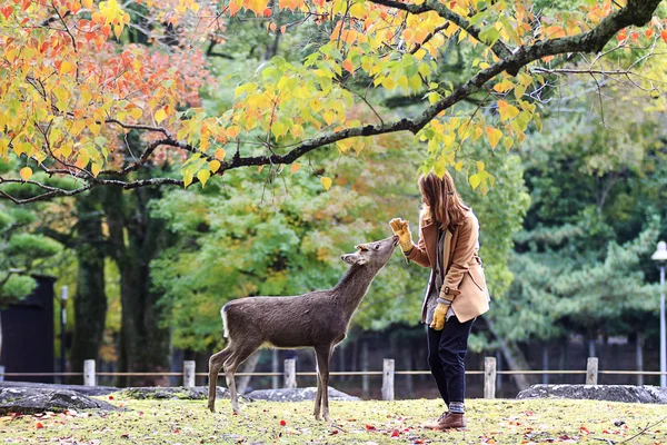 Herten in nara, japan, op val — Stockfoto