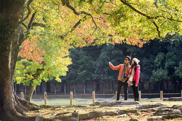Nara, Japonya, Sonbahar, geyik — Stok fotoğraf