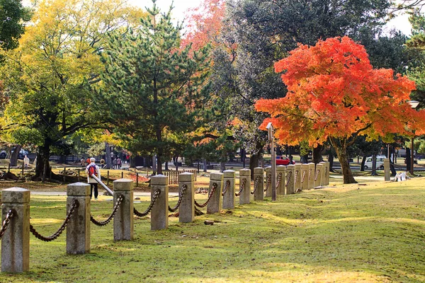 Nara, Japonya, Sonbahar, geyik — Stok fotoğraf