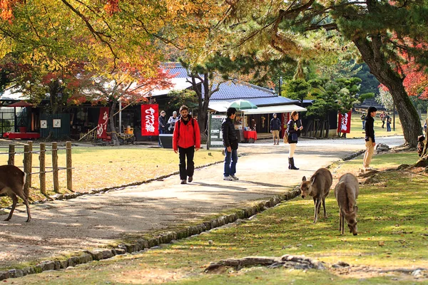 Herten in nara, japan, op val — Stockfoto