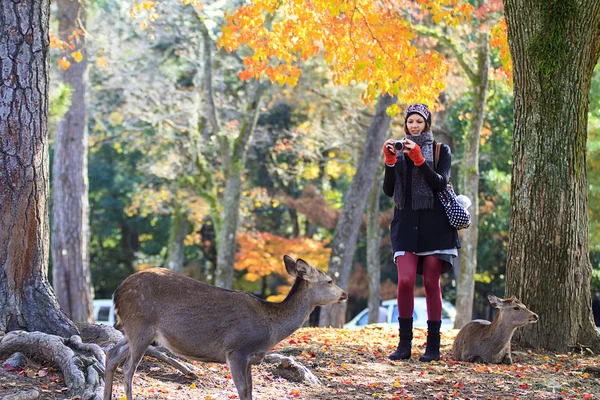 Jelenie w nara, Japonia, na jesieni — Zdjęcie stockowe