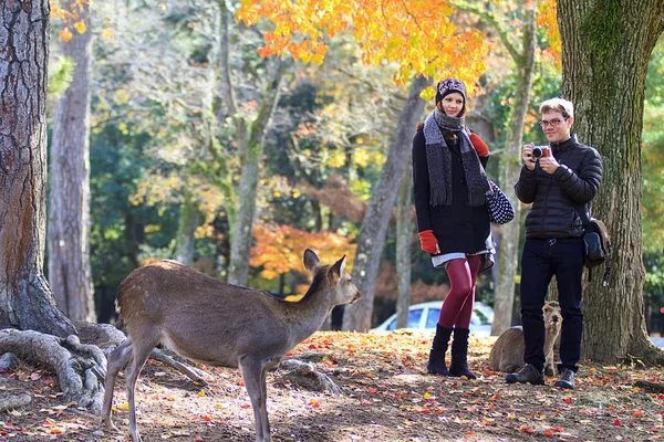 Deer in Nara, Japan, at fall — Stock Photo, Image