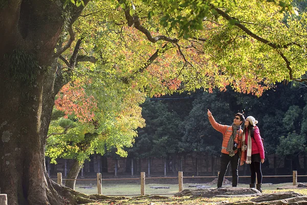 Ciervos en Nara, Japón, en otoño —  Fotos de Stock