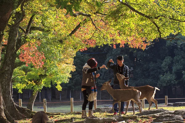 Rådjur i nara, japan, på hösten — Stockfoto