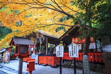nara, Japonya, Sonbahar, geyik