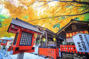 nara, Japonya, Sonbahar, geyik