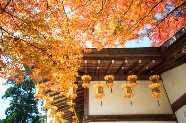 akçaağaç sezon sonbahar