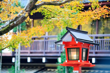 akçaağaç sezon sonbahar