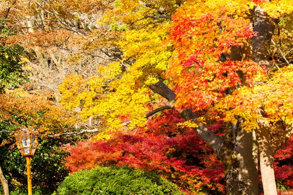 Maple season at fall — Stock Photo, Image