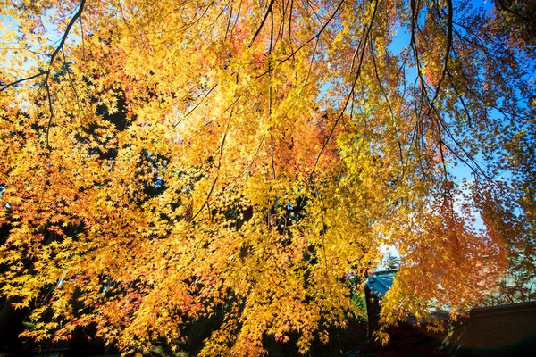 Maple season at fall — Stock Photo, Image