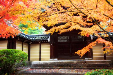 gece görüş de maple sezon sonbahar, japan
