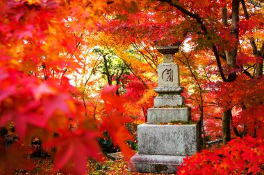 gece görüş de maple sezon sonbahar, japan