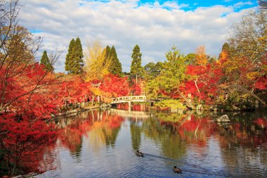 gece görüş de maple sezon sonbahar, japan