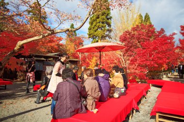 gece görüş de maple sezon sonbahar, japan