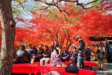 gece görüş de maple sezon sonbahar, japan