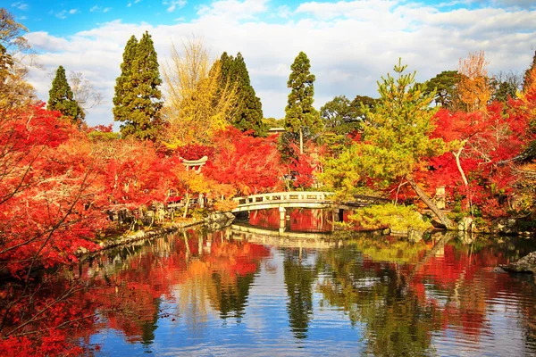 夜观枫季节在秋天日本 — 图库照片