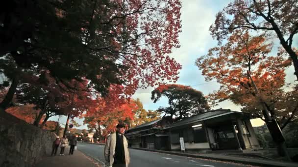 Nacht uitzicht van esdoorn seizoen op vallen, japan — Stockvideo