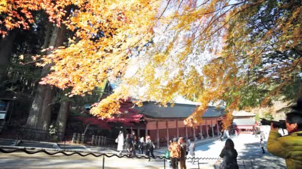 Ночной вид на кленовый сезон осенью, Япония — стоковое видео