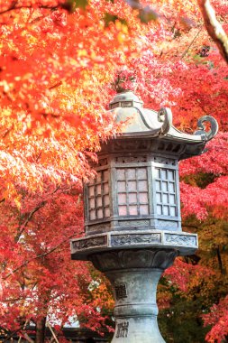 gece görüş de maple sezon sonbahar, japan
