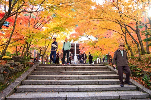 Gece görüş de maple sezon sonbahar, japan — Stok fotoğraf