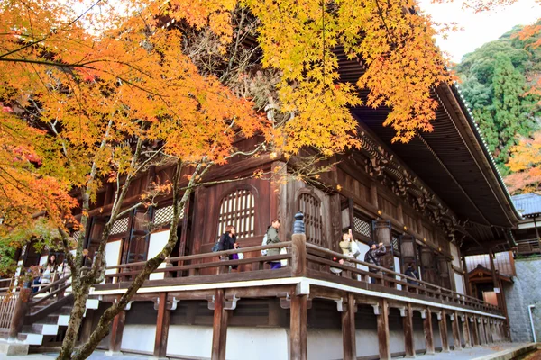 Nacht uitzicht van esdoorn seizoen op vallen, japan — Stockfoto