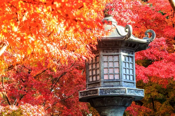 Night view of maple season at fall, japan — Stock Photo, Image