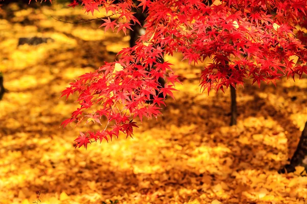 Vista nocturna de la temporada de arce en otoño, Japón — Foto de Stock