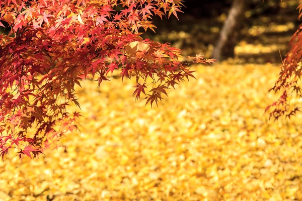 Kyoto, Japan - November 26, 2013: Autumn Japanese garden with maple — Stock Photo, Image