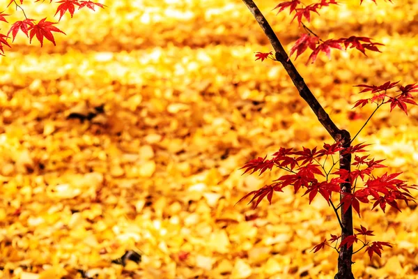 Kyoto, Japón - 26 de noviembre de 2013: Jardín japonés de otoño con arce — Foto de Stock